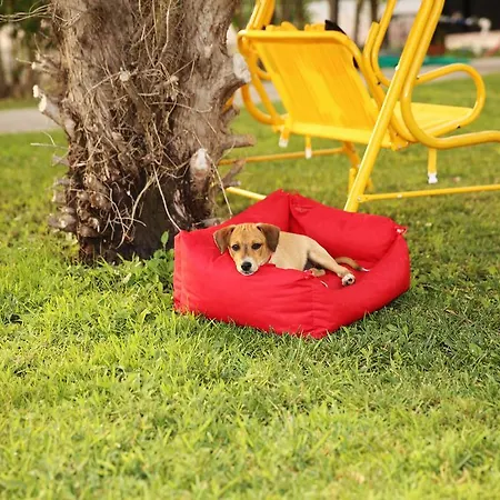 Sunshine Boutique 达利安