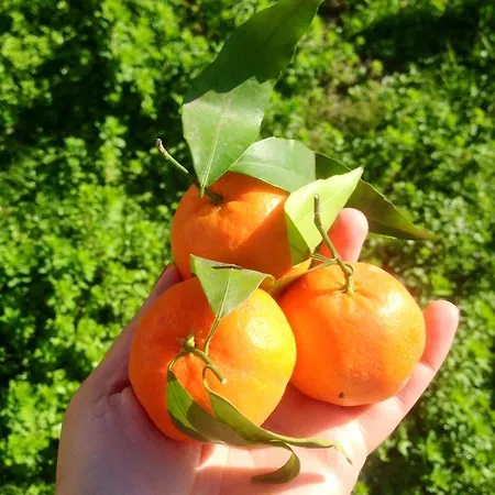 Sunshine Boutique * Dalyan